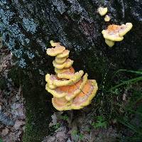 Laetiporus sulphureus image