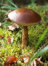 Leccinum scabrum image