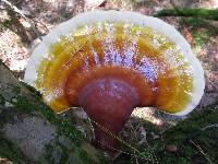 Ganoderma tsugae image