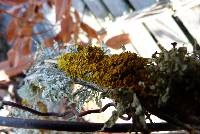 Xanthoria parietina var. parietina image