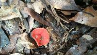 Sarcoscypha coccinea image