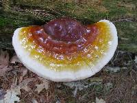 Ganoderma tsugae image