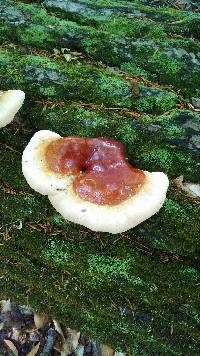 Ganoderma tsugae image