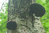 Piptoporus betulinus image