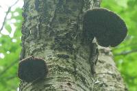 Fomitopsis betulina image