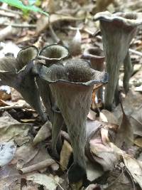 Craterellus fallax image