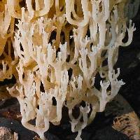 Artomyces pyxidatus image