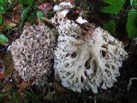 Polyporus umbellatus image