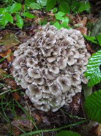 Polyporus umbellatus image