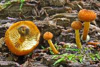 Image of Pholiota granulosa