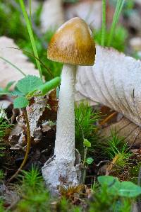 Image of Amanita sinicoflava