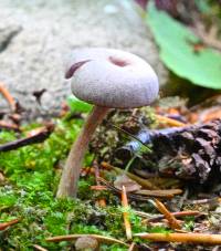 Laccaria amethystina image