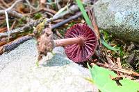 Laccaria amethystina image