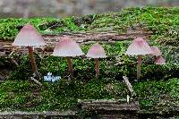 Mycena haematopus image