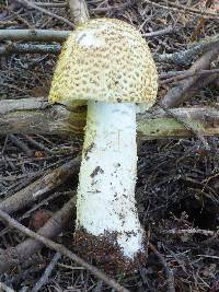 Agaricus augustus image