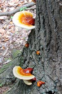 Ganoderma tsugae image