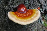 Ganoderma tsugae image