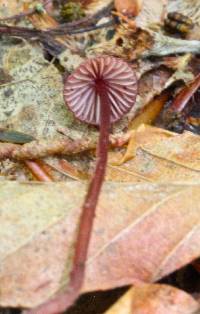 Mycena sanguinolenta image