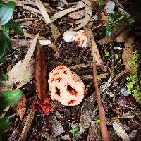 Clathrus ruber image