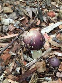 Image of Stropharia rugosoannulata