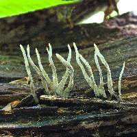 Xylaria hypoxylon image