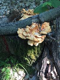 Laetiporus sulphureus image