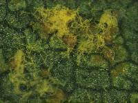 Image of Melampsoridium betulinum