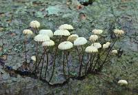 Marasmius rotula image