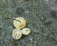 Marasmius rotula image