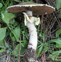 Agaricus augustus image