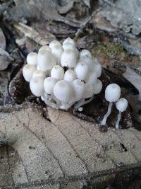 Coprinellus disseminatus image