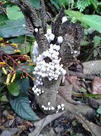 Coprinellus disseminatus image