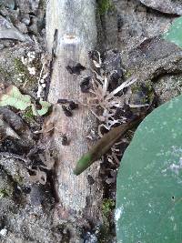 Coprinellus disseminatus image