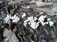 Coprinellus disseminatus image