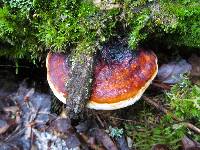 Fomitopsis pinicola image