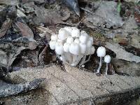 Coprinellus disseminatus image