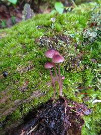 Mycena sanguinolenta image