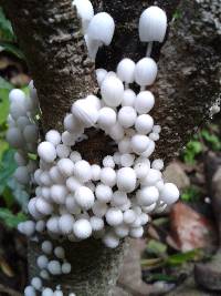 Coprinellus disseminatus image