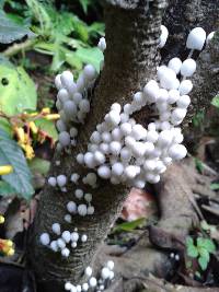 Coprinellus disseminatus image