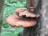 Polyporus squamosus image