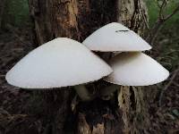 Volvariella bombycina image