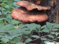 Polyporus squamosus image