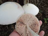 Volvariella bombycina image