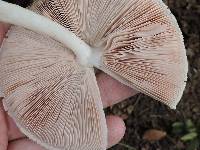 Volvariella bombycina image