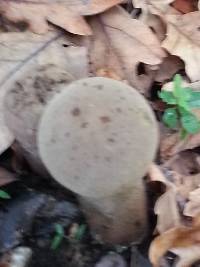 Lycoperdon excipuliforme image