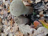 Lycoperdon excipuliforme image