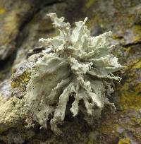 Ramalina canariensis image