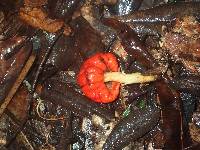 Leratiomyces erythrocephalus image