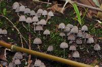 Coprinellus disseminatus image