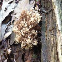 Artomyces pyxidatus image